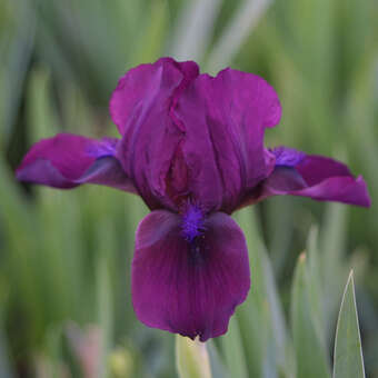 Iris pumila 'Cherry Garden'