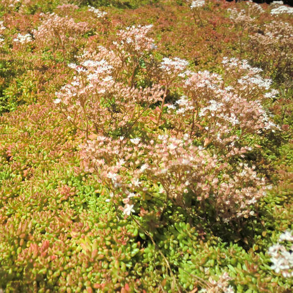 Sedum album 'Coral Carpet': Bild 8/9 Sedum album 'Coral Carpet': Bild 8/9