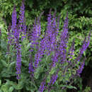 Salvia nemorosa 'Mainacht' - Ziersalbei