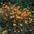Geum 'Carlskaer': Bild 4/4