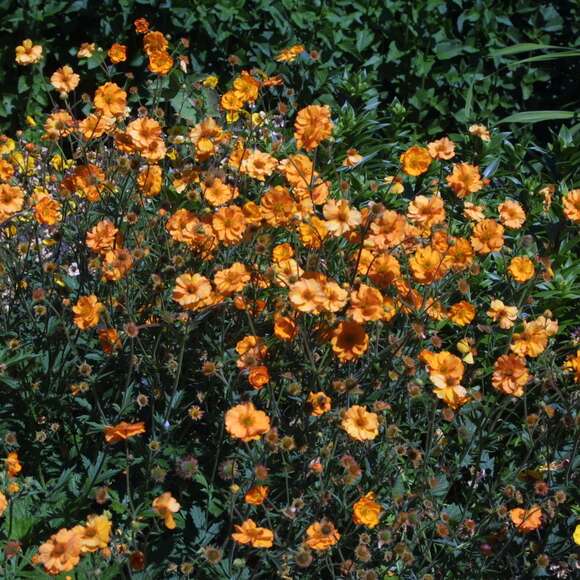 Geum 'Carlskaer': Bild 4/4 Geum 'Carlskaer': Bild 4/4