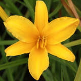 Hemerocallis 'Aten' - Taglilie