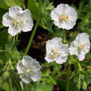 Geranium phaeum 'Album' - Storchschnabel