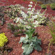 Salvia argentea: Bild 1/4
