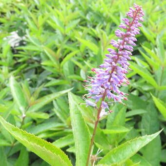 Veronicastrum sib. 'Lapislazuli'