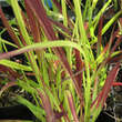 Imperata cylindrica 'Red Baron': Bild 2/3