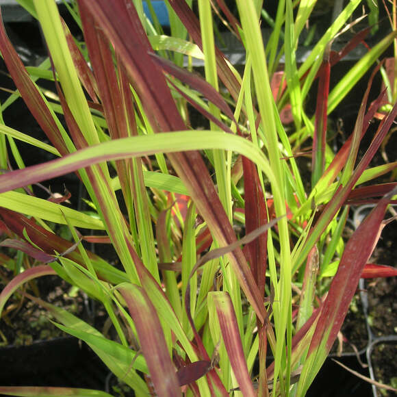Imperata cylindrica 'Red Baron': Bild 2/3 Imperata cylindrica 'Red Baron': Bild 2/3