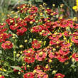 Helenium 'Moerheim Beauty': Bild 2/3