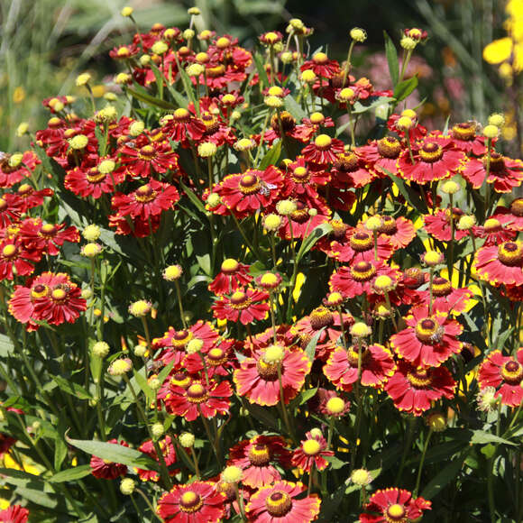 Helenium 'Moerheim Beauty': Bild 2/3 Helenium 'Moerheim Beauty': Bild 2/3
