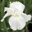 Iris germanica 'White Knight': Bild 1/1