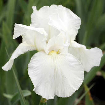 Iris germanica 'White Knight'