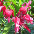 Dicentra 'Burning Hearts': Bild 2/3