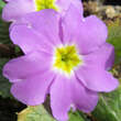 Primula juliae 'Groenekan's Glorie': Bild 3/5