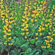 Baptisia 'Lemon Meringue': Bild 2/2