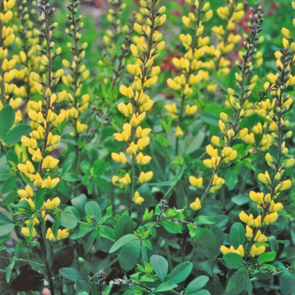 Baptisia 'Lemon Meringue': Bild 2/2 Baptisia 'Lemon Meringue': Bild 2/2
