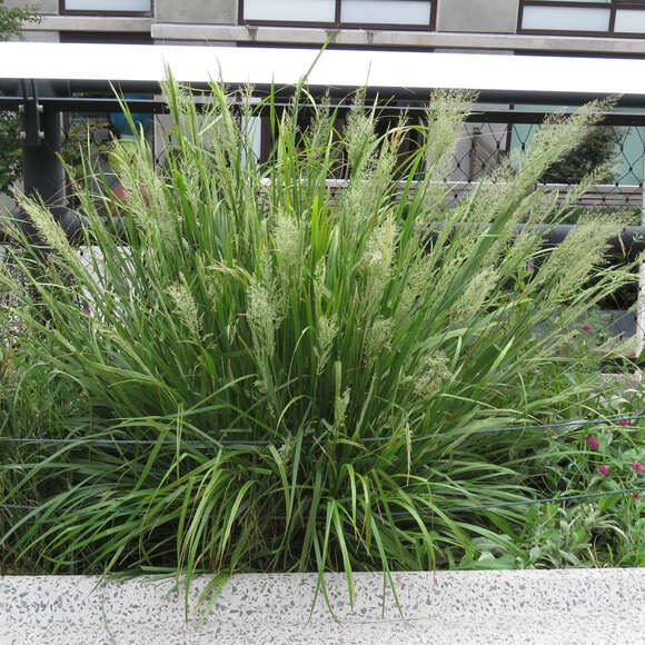 Calamagrostis brachytricha: Bild 6/6