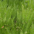 Matteuccia pensylvanica: Bild 3/8