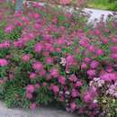 Rote Japanspiere - Spiraea japonica 'Anthony Waterer'
