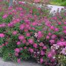 Spiraea japonica 'Anthony Waterer' - Rote Japanspiere