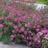 Spiraea japonica 'Anthony Waterer' - Japanspiere