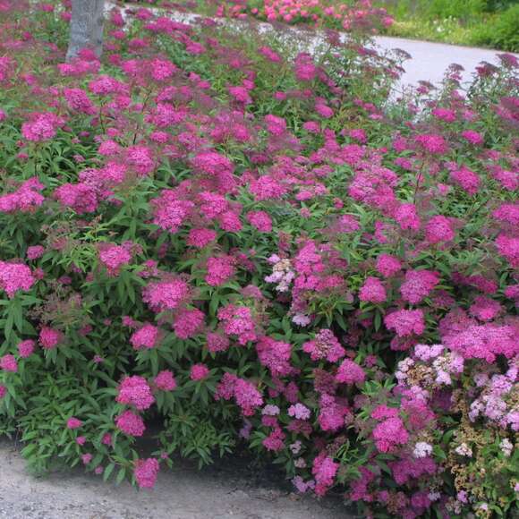 Spiraea japonica 'Anthony Waterer': Bild 1/5 Spiraea japonica 'Anthony Waterer': Bild 1/5