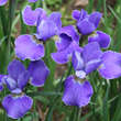 Iris sibirica 'Silver Edge': Bild 3/4