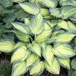 Hosta 'June': Bild 5/7