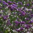 Verbena bonariensis: Bild 8/8