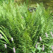 Dryopteris filix-mas: Bild 5/7