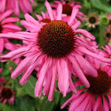 Echinacea purpurea 'Purple Emperor' - Sonnenhut