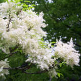 Fraxinus sieboldiana - Chinesische Blumenesche