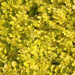 Lysimachia nummularia 'Aurea': Bild 1/2