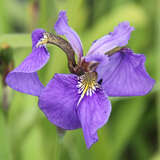 Iris setosa - Japanische Sumpfiris