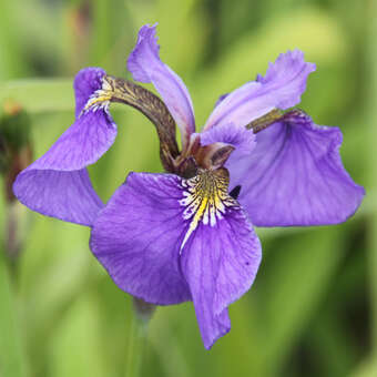 Iris setosa