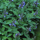 Salvia officinalis 'Berggarten' - Gartensalbei