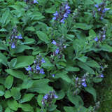 Salvia officinalis 'Berggarten' - Gartensalbei
