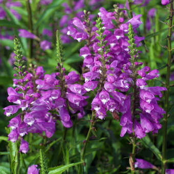 Physostegia virginiana 'Bouquet Rose'