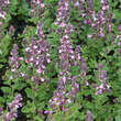 Teucrium chamaedrys 'Nanum': Bild 3/3
