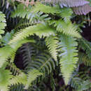 Blechnum spicant - Rippenfarn