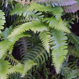 Blechnum spicant - Rippenfarn