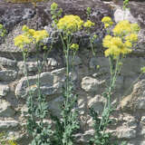 Thalictrum flavum glaucum - Gelbe Waldraute