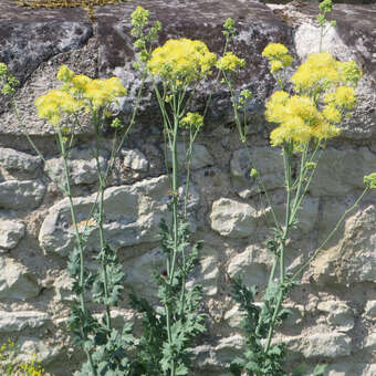 Thalictrum flavum glaucum