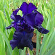 Iris germanica 'Black Dragon': Bild 2/2