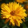 Heliopsis hel. 'Spitzentänzerin': Bild 2/3
