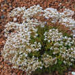 Sedum album 'Coral Carpet': Bild 5/9