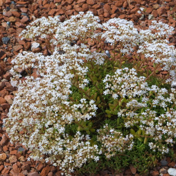 Sedum album 'Coral Carpet': Bild 5/9 Sedum album 'Coral Carpet': Bild 5/9