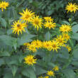 Heliopsis helianthoides 'Pitscheriana': Bild 2/3