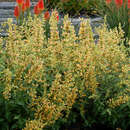 Agastache 'Kudos Yellow' - Mexikanischer Ysop