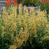 Agastache 'Kudos Yellow' - Mexikanischer Ysop