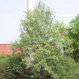 Salix alba 'Liempde' - Weißweide
